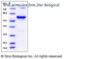 Sino Biological 13096-H09E image 1