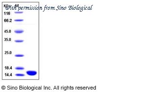 Sino Biological 12729-HNAE image 1