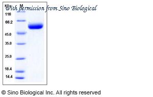 Sino Biological 50740-M07H image 1