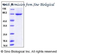 Sino Biological 50624-M07B image 1
