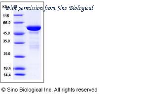 Sino Biological 10845-H09E image 1