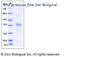 Sino Biological 12086-H08H image 1