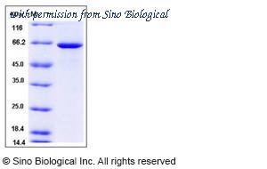Sino Biological 12569-H08H image 1