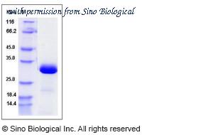Sino Biological 13187-H07E image 1