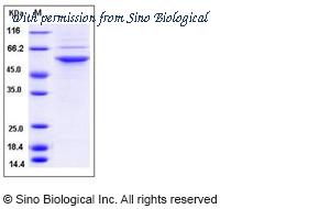 Sino Biological 13188-H07B image 1