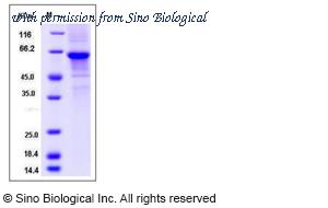 Sino Biological 10840-H01H image 1