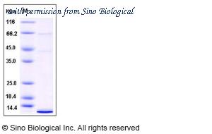 Sino Biological 12722-H08B image 1