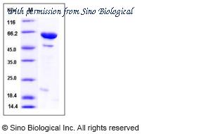 Sino Biological 12443-H10E image 1