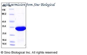 Sino Biological 10301-HNAE image 1