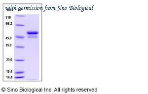 Sino Biological 50926-M08H image 1