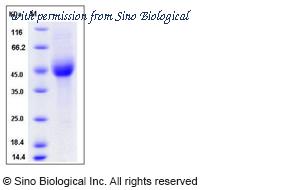 Sino Biological 13145-H08H image 1
