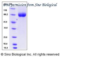 Sino Biological 51081-M08H image 1
