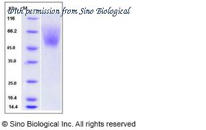 Sino Biological 50956-M08H image 1