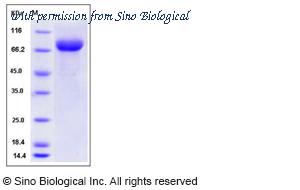 Sino Biological 50760-M08H image 1
