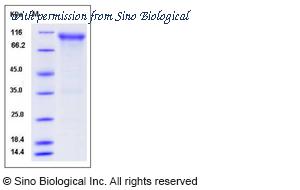 Sino Biological 80093-R02H image 1