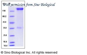 Sino Biological 13025-H02H image 1