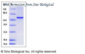 Sino Biological 12025-H08B image 1