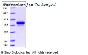 Sino Biological 13499-H01H image 1