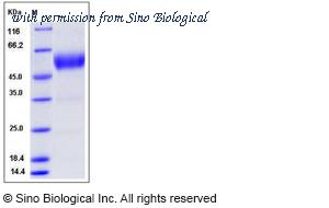 Sino Biological 13500-H02H image 1