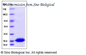 Sino Biological 13501-H07E image 1