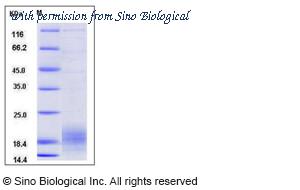 Sino Biological 13502-H08B image 1