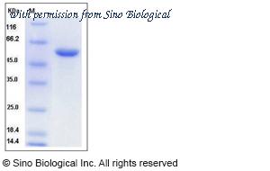 Sino Biological 50959-M08H image 1