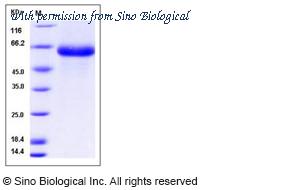 Sino Biological 13228-H08H image 1