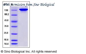 Sino Biological 11308-H07H image 1