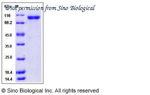 Sino Biological 13194-H08B image 1