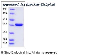 Sino Biological 50120-M08B image 1