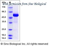 Sino Biological 70006-D02H image 1