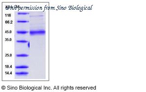 Sino Biological 10853-H08B image 1