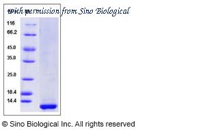 Sino Biological 13631-H08B image 1