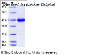 Sino Biological 50984-M08H image 1
