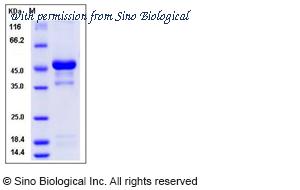Sino Biological 51000-M01H image 1
