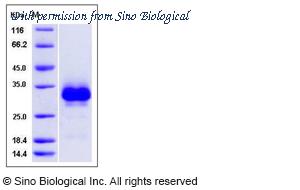 Sino Biological 80160-R08H image 1