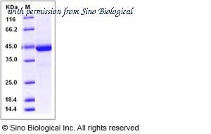 Sino Biological 50236-M02H image 1