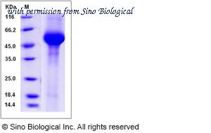 Sino Biological 50964-M08H image 1