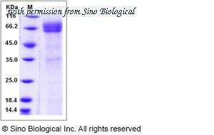 Sino Biological 11831-H02H image 1