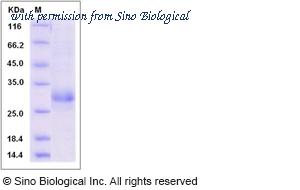 Sino Biological 80213-R07H image 1