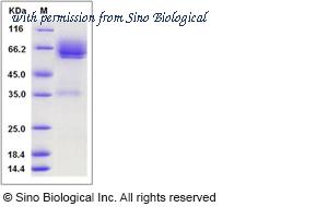 Sino Biological 50065-M02H image 1