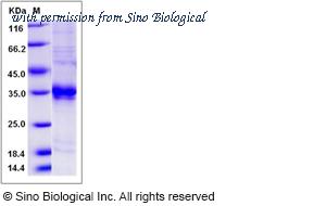 Sino Biological 80219-R08H image 1