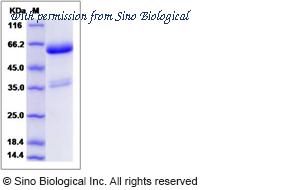 Sino Biological 80160-R02H image 1