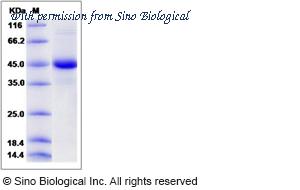 Sino Biological 50895-M02H image 1