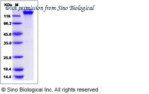 Sino Biological 80316-R02H image 1