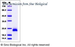 Sino Biological 51108-M08B image 1