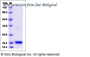 Sino Biological 50073-MNCE image 1