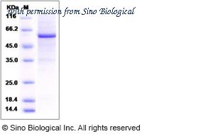 Sino Biological 14292-H20B image 1