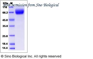 Sino Biological 12409-H02H image 1