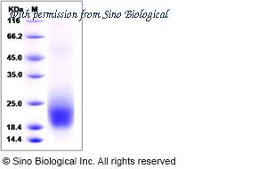 Sino Biological 90189-C07H image 1